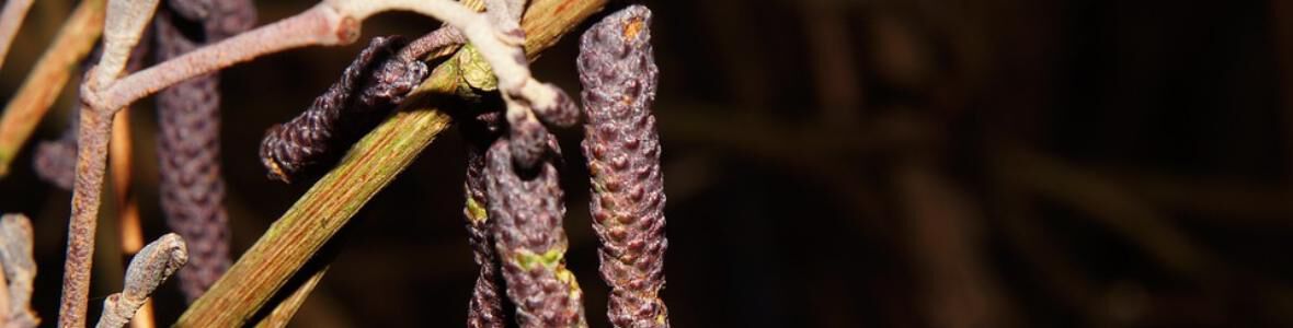 Pollensaison startet mit intensiver Birkenblüte