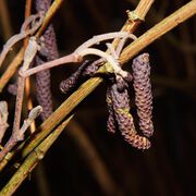 Pollensaison startet mit intensiver Birkenblüte