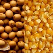 Ernährung könnte Therapie bei Brustkrebs beeinträchtigen