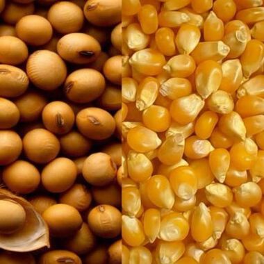 Ernährung könnte Therapie bei Brustkrebs beeinträchtigen