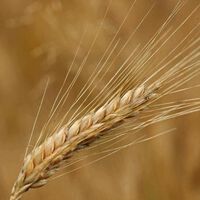 Spezielle Diäten und Ernährungsformen im Sport - Sinn oder Unsinn? Teil II - Vegetarismus