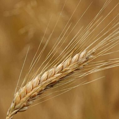 Spezielle Diäten und Ernährungsformen im Sport - Sinn oder Unsinn? Teil II - Vegetarismus