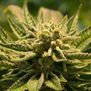 Cannabis zur Krebsbehandlung laut Forschern nicht sicher