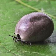 FSME: Impfung ist einzig wirksamer Schutz