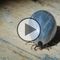 FSME im Fokus - Video