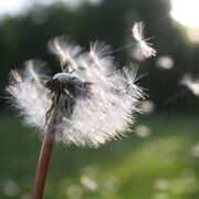 Start der Gräserpollensaison steht unmittelbar bevor