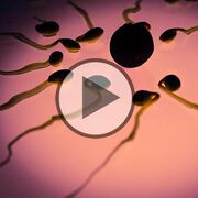 Spermienqualität und TCM - Video
