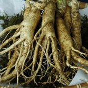 Ginseng - ein Powerkraut für Sportlerinnen und Sportler?