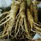 Ginseng - ein Powerkraut für Sportlerinnen und Sportler?