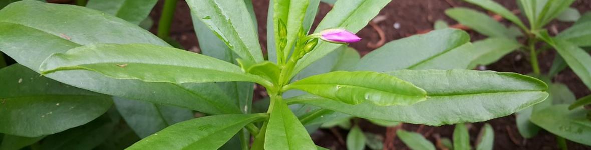 Ginseng - ein Powerkraut für Sportlerinnen und Sportler?