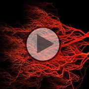 Die Physikalische Gefäßtherapie BEMER und Gesichtschirugie - Video