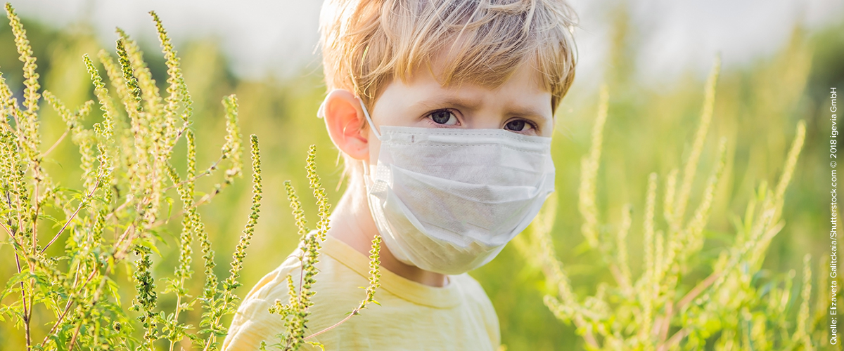 Ragweed: Die Saison droht mit starker Belastung