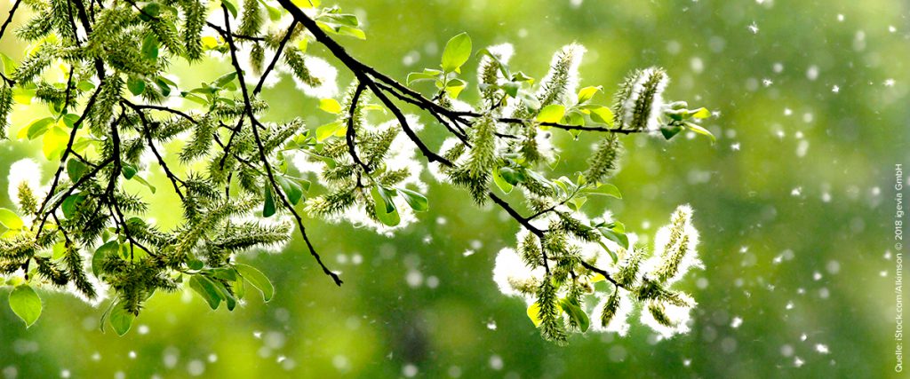 Gräserpollen: Die Luftverschmutzer für Allergiker