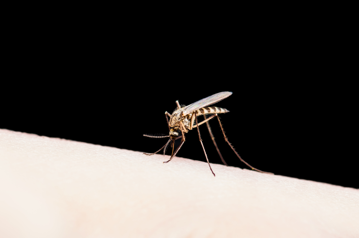 Malaria Mosquito