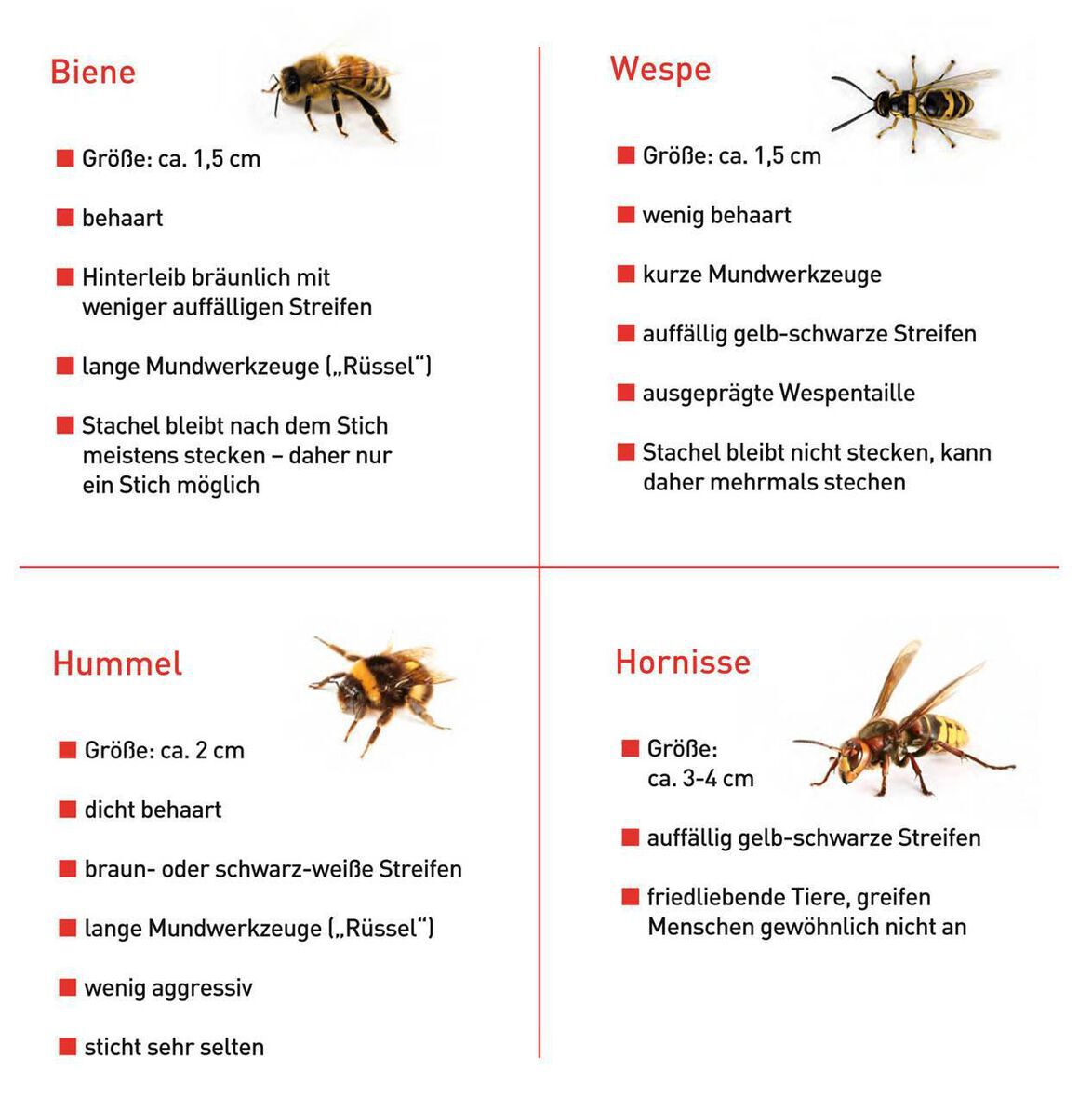 Unterscheidung Insekten