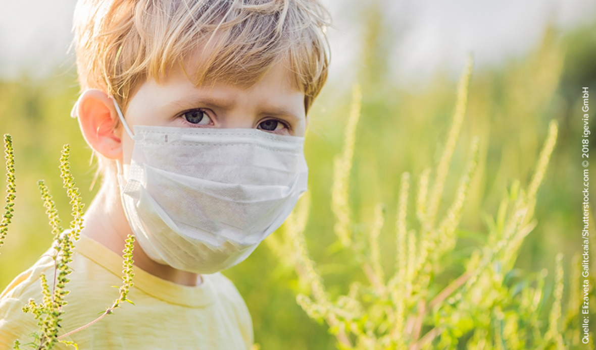 Ragweedpollen – Hochsaison für Unkraut