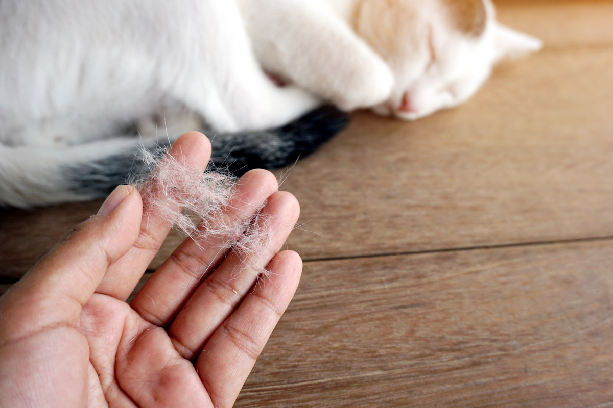 Forscher arbeiten an Impfstoff gegen Katzenhaarallergie