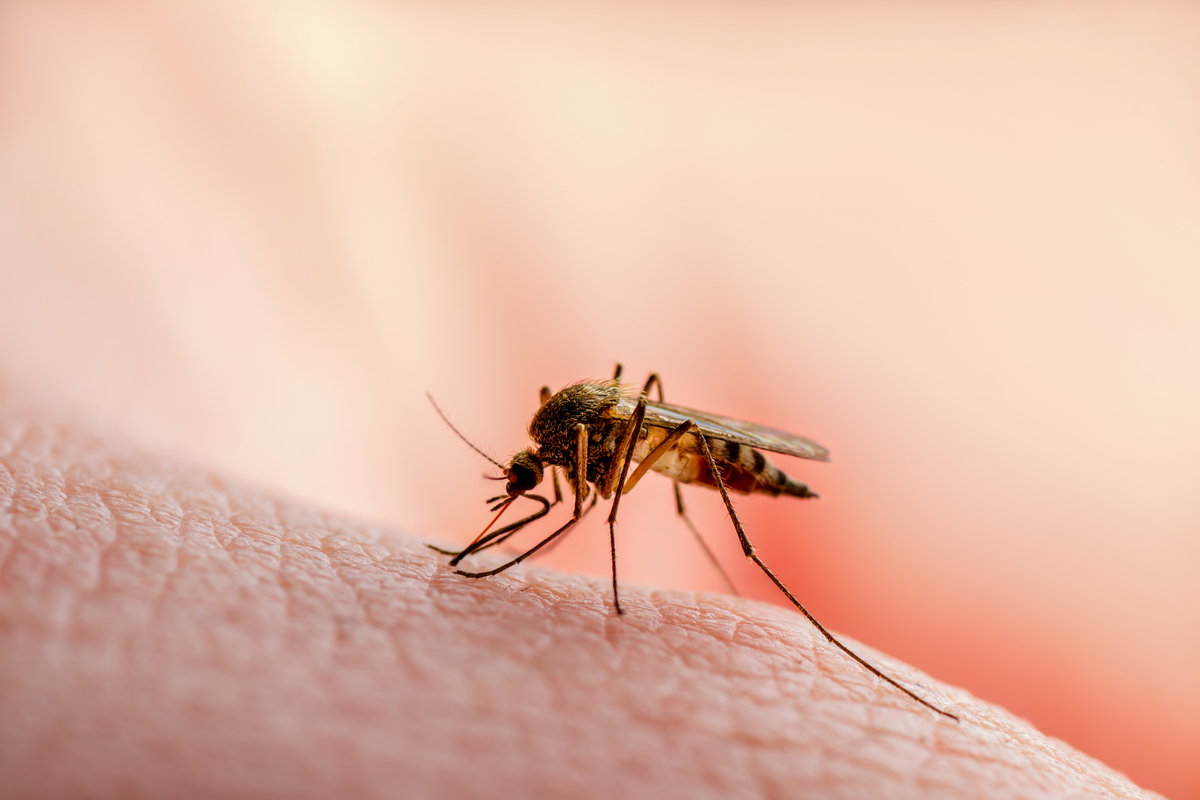 Genetische Eingriffe als radikales Mittel gegen von Insekten übertragbare Krankheiten