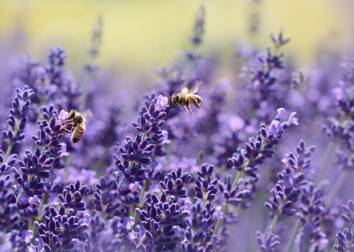 Lavendel: die Arzneipflanze 2020 in Österreich