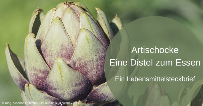 Eine Distel mit Gesundheitspotential