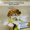 Pflege von beanspruchter Haut mit Manuka-Honig: Plasma Liquid BEE