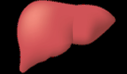 Lebertransplantation: Bessere Methode zur Reihung auf Warteliste