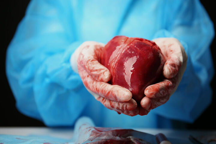 Neue Wege in der Transplantationsmedizin: Wie die Organbank Realität werden soll