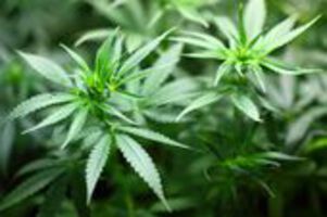 Wirksame Cannabis-Medikamente versus Legalisierung von Cannabis