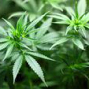 Wirksame Cannabis-Medikamente versus Legalisierung von Cannabis