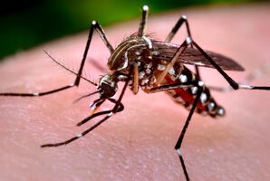 Zika-Virus: Die WHO ruft den globalen Gesundheitsnotstand aus