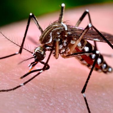Zika-Virus: Die WHO ruft den globalen Gesundheitsnotstand aus