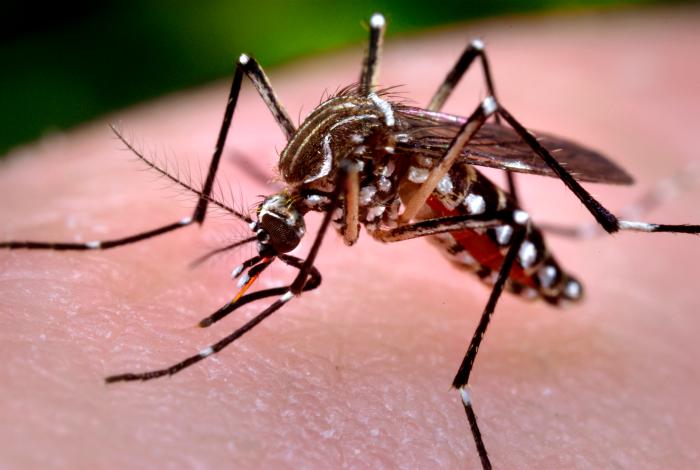 Zika-Virus: Die WHO ruft den globalen Gesundheitsnotstand aus