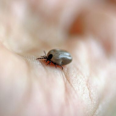 Bald haben Zecken wieder Hochsaison – daher rechtzeitig gegen FSME impfen oder auffrischen lassen