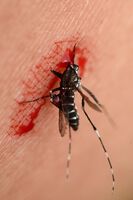 Das Zika-Virus ist laut WHO gefährlicher als angenommen