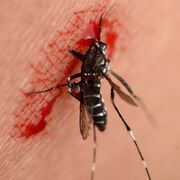 Das Zika-Virus ist laut WHO gefährlicher als angenommen