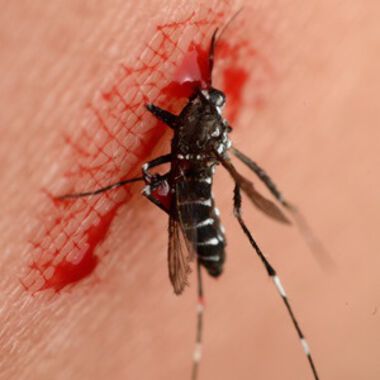 Das Zika-Virus ist laut WHO gefährlicher als angenommen