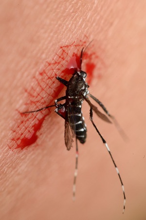 Das Zika-Virus ist laut WHO gefährlicher als angenommen