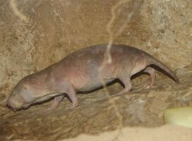 Ein kleiner, nackter Nager als große Hoffnung in der Krebsforschung?