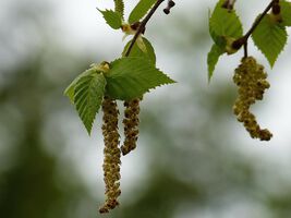 Achtung Pollen! Teil 2 - Der Heuschnupfen ganzheitlich