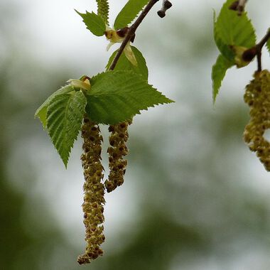 Achtung Pollen! Teil 2 - Der Heuschnupfen ganzheitlich