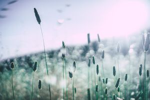 Den Pollen zum Trotz: 5 Tipps zum besseren Durchatmen