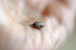 MedUni Wien entwickelt neuen Test zur Früherkennung von Lyme-Borreliose