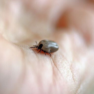 MedUni Wien entwickelt neuen Test zur Früherkennung von Lyme-Borreliose