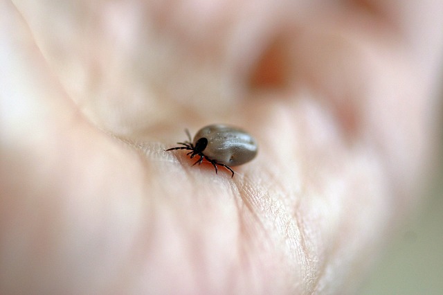 MedUni Wien entwickelt neuen Test zur Früherkennung von Lyme-Borreliose