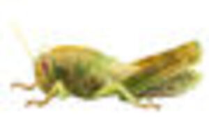 Reptilien als Haustiere schleppen Allergene in unsere Wohnzimmer!