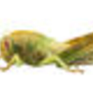 Reptilien als Haustiere schleppen Allergene in unsere Wohnzimmer!