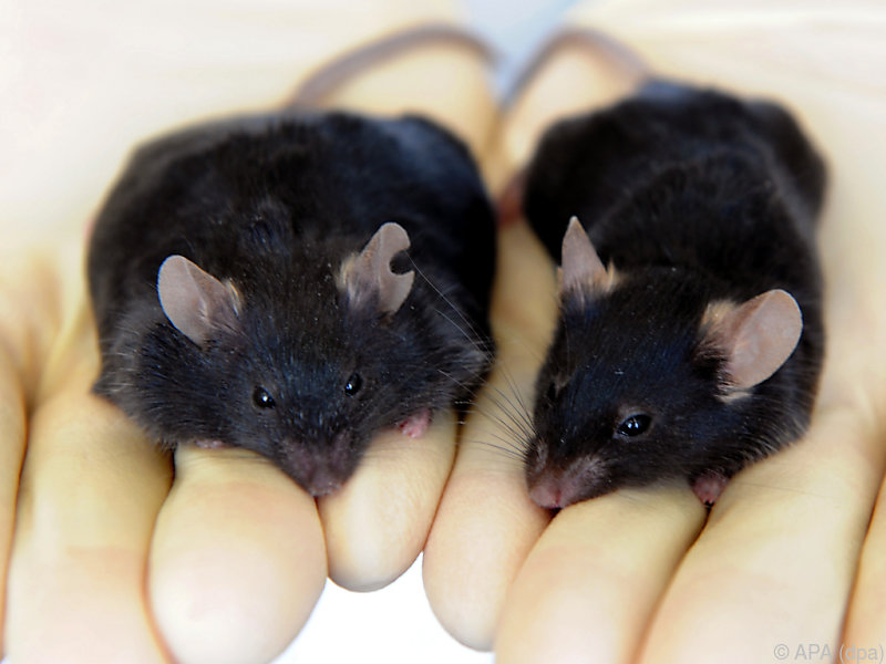 Genetische Mechanismen schützen vor dem Entstehen von Typ-2-Diabetes