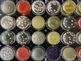 Pilzmolekül reduziert Antibiotika-Resistenz