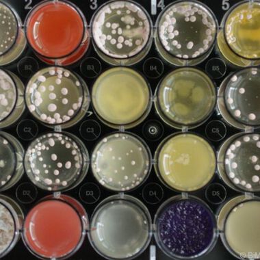 Pilzmolekül reduziert Antibiotika-Resistenz