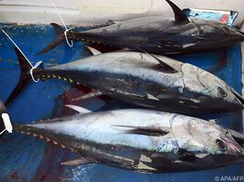 Darmkrebs-Patienten leben länger, wenn sie öfter fette Fische verzehren